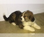 Small #3 Great Bernese