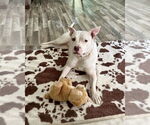 Small #3 American Pit Bull Terrier Mix
