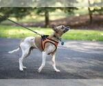 Small #6 Jack Russell Terrier Mix