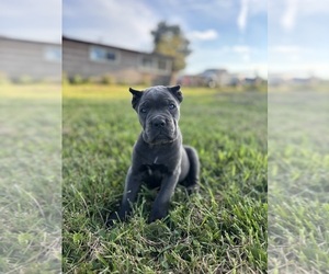 Cane Corso Puppy for sale in CLARKRANGE, TN, USA
