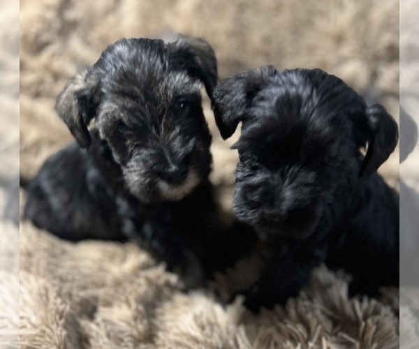 Medium Photo #1 Schnauzer (Miniature) Puppy For Sale in WALNUT COVE, NC, USA
