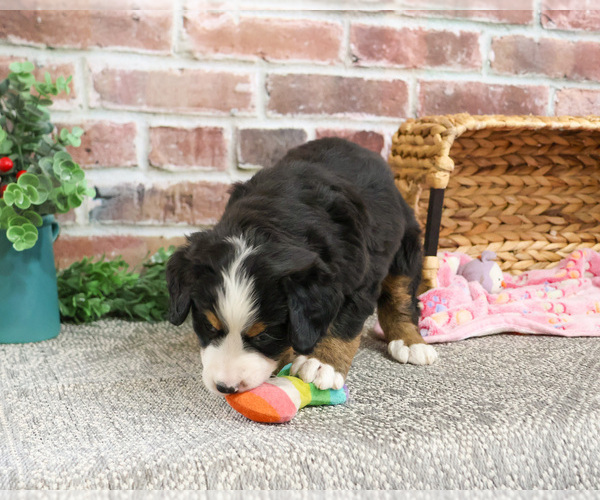 Medium Photo #4 Bernese Mountain Dog Puppy For Sale in SYRACUSE, IN, USA