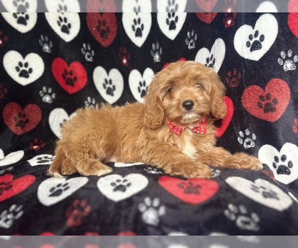 Medium Photo #8 Cavapoo Puppy For Sale in LAKELAND, FL, USA