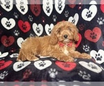 Small #7 Cavapoo