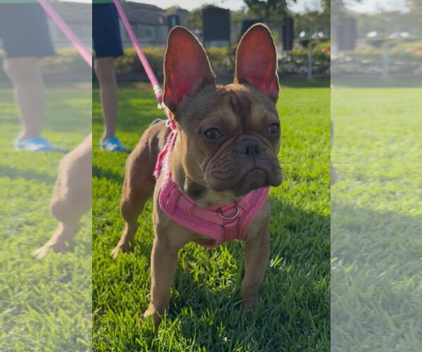 Medium Photo #1 French Bulldog Puppy For Sale in Lake Elsinore, CA, USA