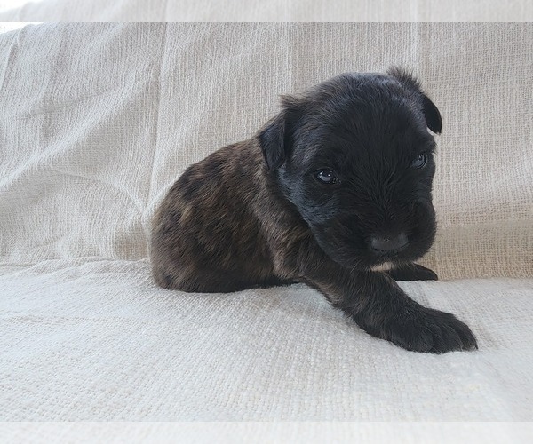 Medium Photo #2 Bouvier Des Flandres Puppy For Sale in BERWICK, ME, USA
