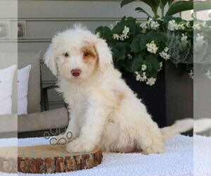 Bernedoodle (Miniature) Puppy for sale in NARVON, PA, USA