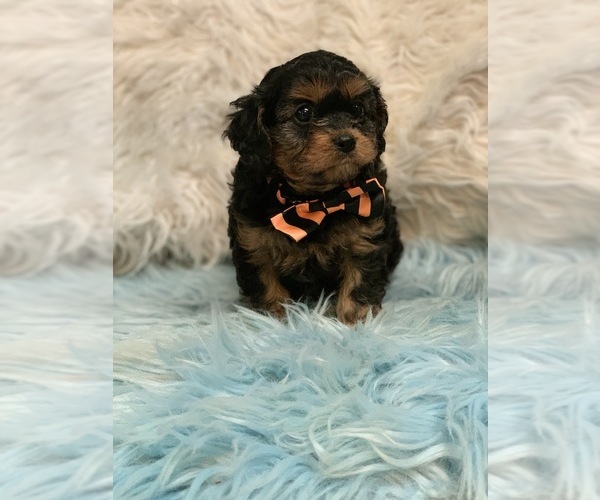 Medium Photo #2 Cavapoo Puppy For Sale in CARTER, IN, USA