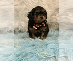 Small Photo #2 Cavapoo Puppy For Sale in CARTER, IN, USA