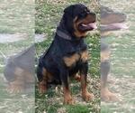 Small #3 Rottweiler