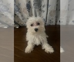 Small #17 Maltese