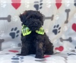 Small Photo #7 Poodle (Miniature)-Shorkie Tzu Mix Puppy For Sale in LAKELAND, FL, USA