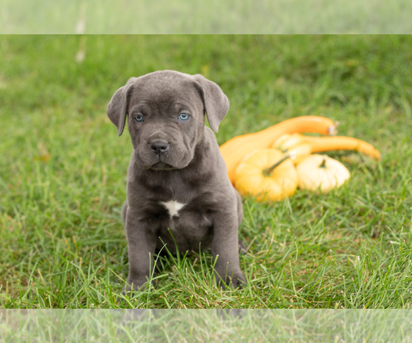 Medium Photo #1 Cane Corso Puppy For Sale in BOURBON, IN, USA