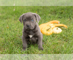 Puppy Mollie Cane Corso