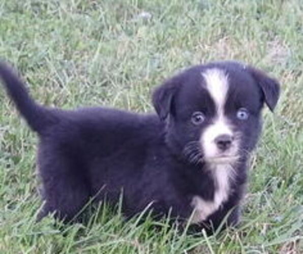 Medium Photo #1 Miniature Australian Shepherd Puppy For Sale in MILTON, WI, USA