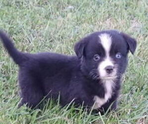 Miniature Australian Shepherd Puppy for sale in MILTON, WI, USA