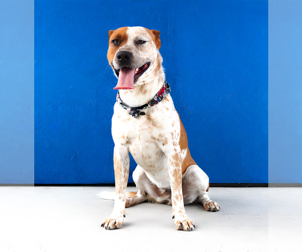 Medium Photo #2 Texas Heeler-Unknown Mix Puppy For Sale in Pasadena, CA, USA