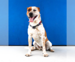 Small #1 Texas Heeler Mix