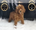 Puppy Flame AKC Poodle (Toy)