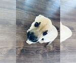 Small #13 Rat Terrier Mix