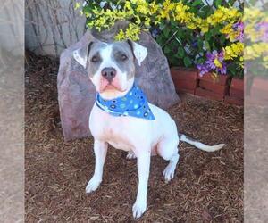 American Bulldog-Unknown Mix Dogs for adoption in Oklahoma City, OK, USA