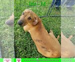Small Photo #6 Australian Shepherd-Beagle Mix Puppy For Sale in Pensacola, FL, USA