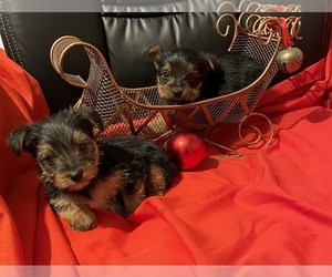Yorkshire Terrier Puppy for sale in PATRICK SPGS, VA, USA