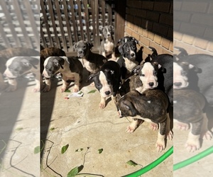 American Bully-Bullypit Mix Puppy for sale in WASHINGTON, DC, USA