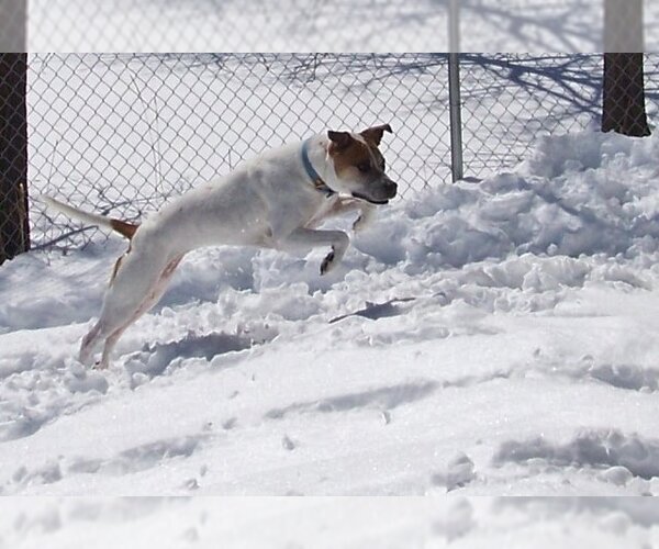 Medium Photo #6 Bullypit Puppy For Sale in Shell Lake , WI, USA