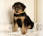 Small #1 Airedale Terrier