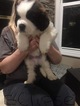 Small Photo #1 Saint Bernard Puppy For Sale in GOSHEN, IN, USA