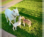 Small #6 Labrador Retriever Mix