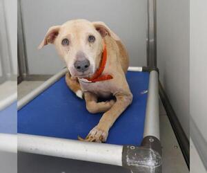 Labrador Retriever-Unknown Mix Dogs for adoption in San Antonio, TX, USA