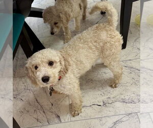 Claire - Female Poodle (Miniature) Dog for Adoption - Photo #2