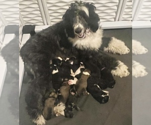 Sheepadoodle Puppy for sale in ELMER, NJ, USA