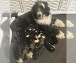 Small Photo #1 Sheepadoodle Puppy For Sale in ELMER, NJ, USA
