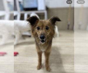 Pomeranian-Unknown Mix Dogs for adoption in Agoura Hills, CA, USA