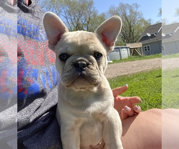 Medium Photo #14 French Bulldog Puppy For Sale in SIOUX FALLS, SD, USA