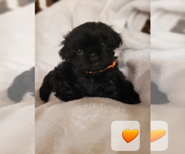 Medium Photo #1 Shih Tzu Puppy For Sale in BEREA, KY, USA
