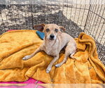 Small #1 Chihuahua