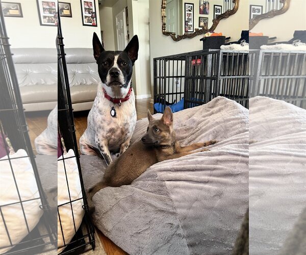 Medium Photo #3 Mutt Puppy For Sale in Derwood, MD, USA