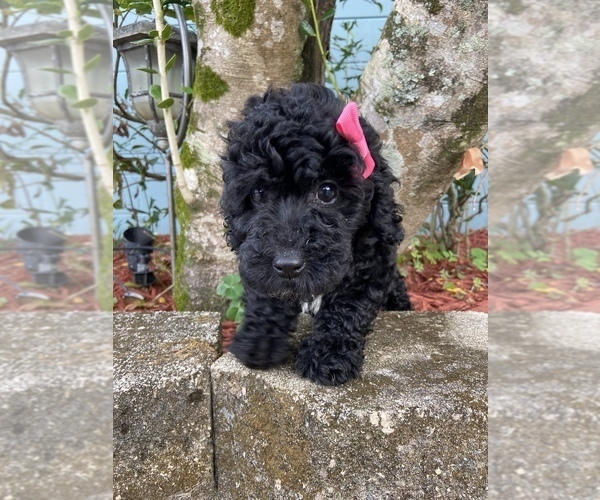 Medium Photo #7 Poodle (Miniature) Puppy For Sale in JACKSONVILLE, FL, USA