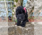 Small Photo #7 Poodle (Miniature) Puppy For Sale in JACKSONVILLE, FL, USA