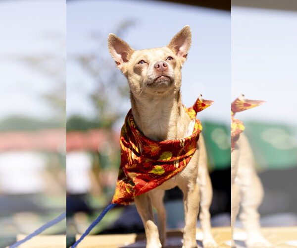 Medium Photo #12 Chihuahua Puppy For Sale in Garner, NC, USA