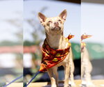 Small #11 Chihuahua