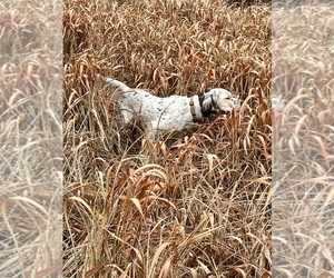 Mother of the Llewellin Setter puppies born on 05/04/2025