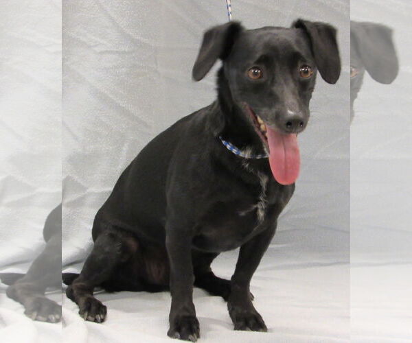 Medium Photo #1 Chiweenie Puppy For Sale in Conroe, TX, USA