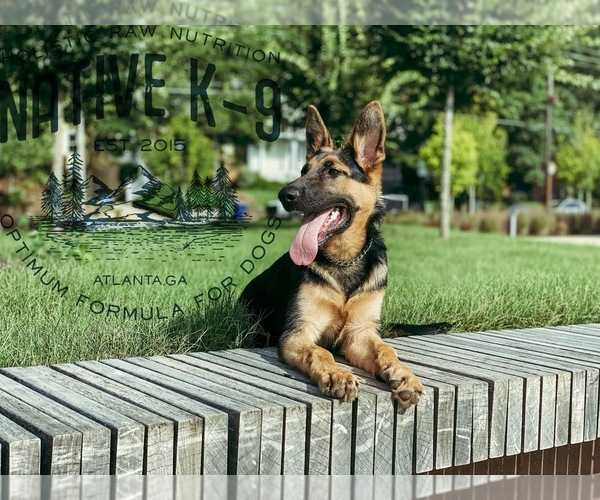 Medium Photo #5 German Shepherd Dog Puppy For Sale in ATLANTA, GA, USA