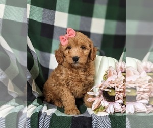 Goldendoodle (Miniature) Puppy for sale in OXFORD, PA, USA