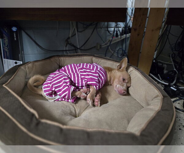 Medium Photo #2 Chiweenie Puppy For Sale in Albemarle, NC, USA
